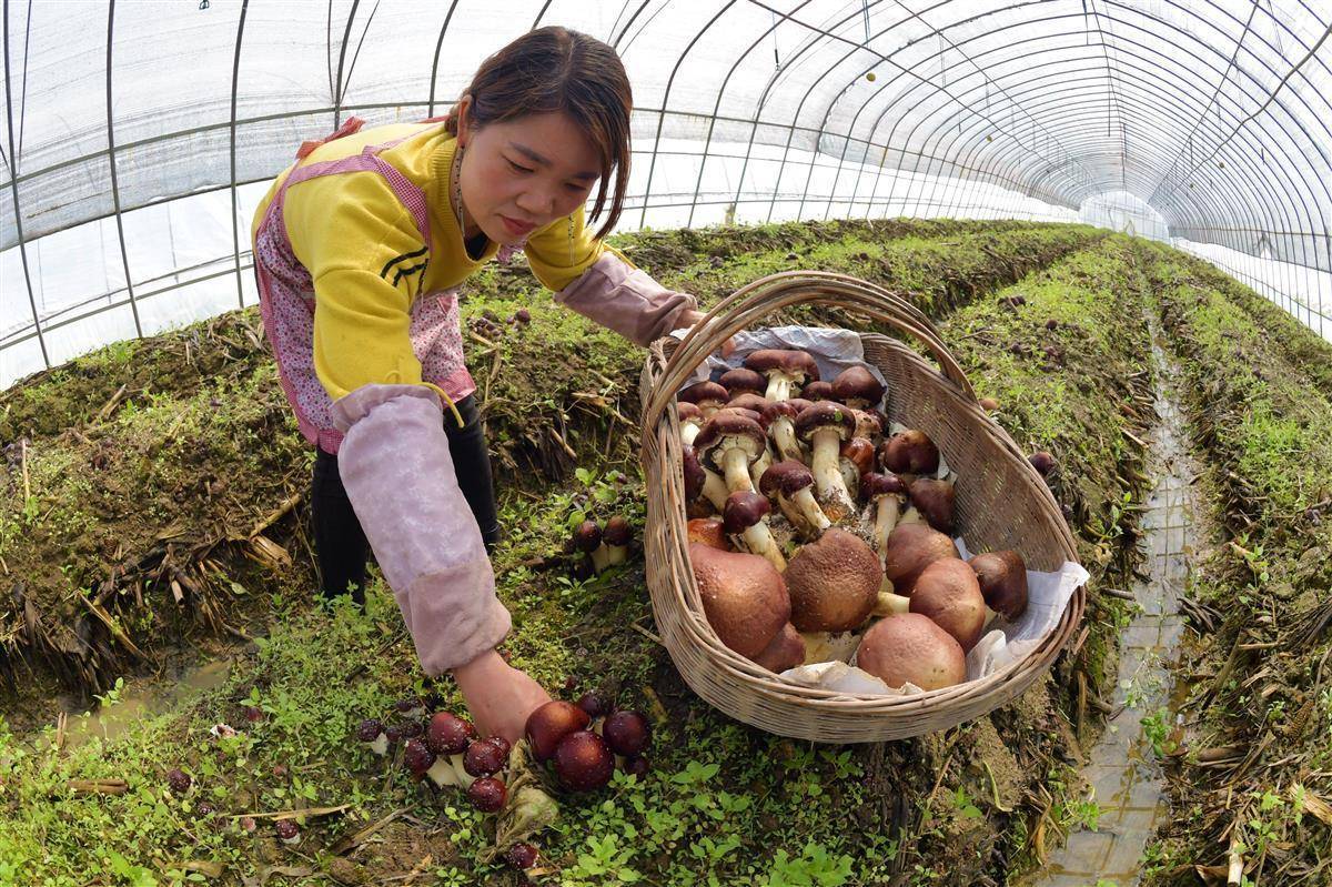 游戏金鲨银鲨